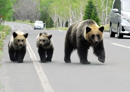 クマ　熊　被害　ツキノワグマ　ヒグマ　駆除　秋田　猟銃　猟友会　戦争に関連した画像-01