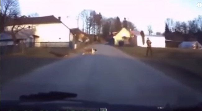 犬 動画に関連した画像-05