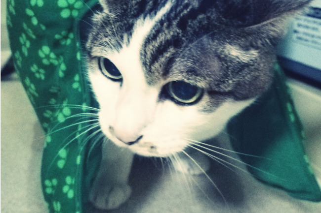 こたつ 猫 コスチュームに関連した画像-06