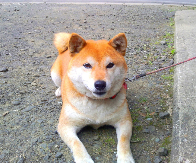 �����ϥʥ��˴�Ϣ��������-01