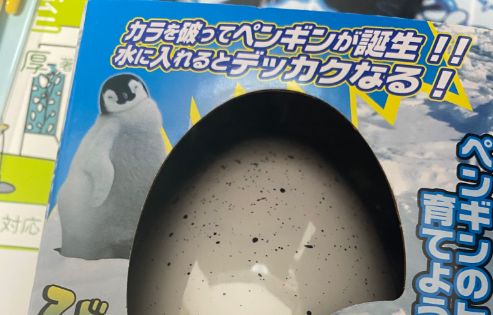 ペンギン 卵 水 号泣に関連した画像-01