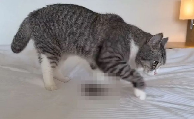もちまる日記 もちまる 猫 ホテル ベッド うんち 撮影 批判殺到 炎上 動画 非公開に関連した画像-01