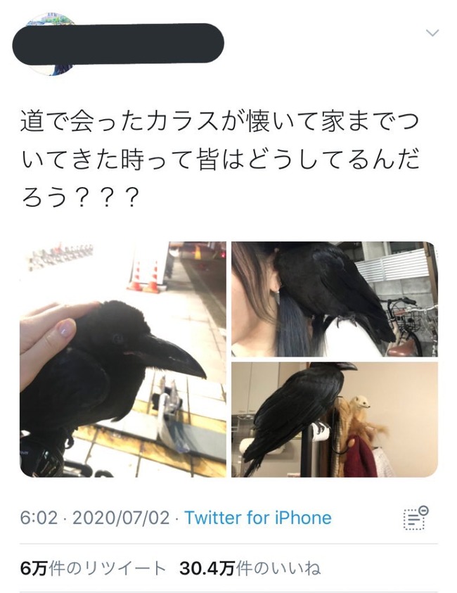 道で会ったカラスが懐いて家まで来ちゃったんだけど パシャッ 30万いいね しかし 懐いた というのは嘘で実は していた疑惑が浮上して炎上 オレ的ゲーム速報 刃 道で会ったカラスが懐いて家まで来ちゃったんだけど パシャッ 30万いいね しかし 懐いた というのは嘘で実は していた疑惑が浮上して炎上 オレ的ゲーム速報 刃