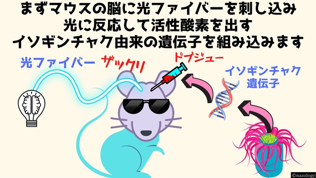 京都大学 研究 光 マウス 記憶消去 ニューラライザーに関連した画像-03