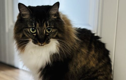 ネコ　家具　ネジ　勝手に外す　趣味　猫　解体に関連した画像-01