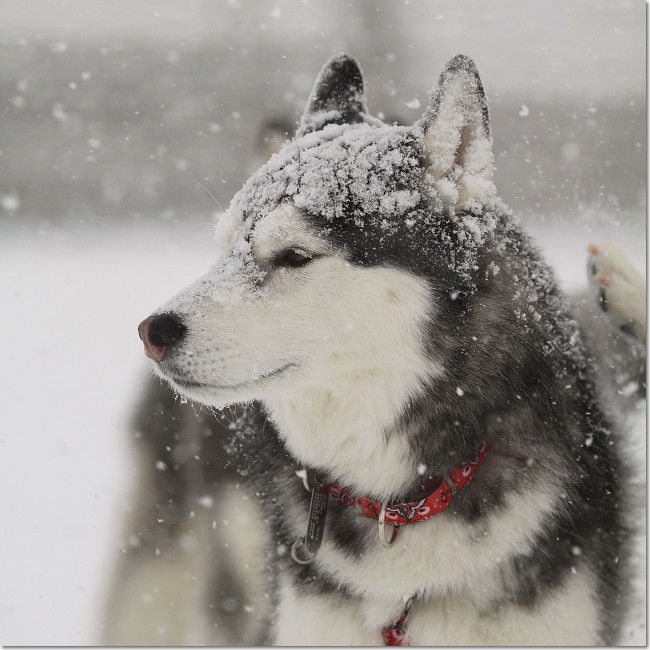 新ジャンル 悪天候に晒される 爆誕ｗｗｗ くっそかわえぇええええええええええ オレ的ゲーム速報 刃