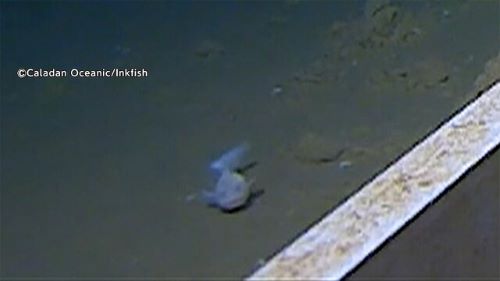 ギネス　魚　深海　撮影　世界記録に関連した画像-01