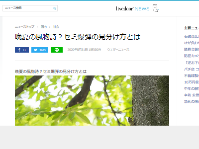 セミが道端で死んでいると思ったら急に復活 突進してくる セミ爆弾 の見分け方が話題に これで騙されなくなるぞ オレ的ゲーム速報 刃 セミが道端で死んでいると思ったら急に復活 突進してくる セミ爆弾 の見分け方が話題に これで騙されなくなるぞ オレ的ゲーム速報 刃