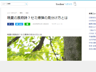 セミが道端で死んでいると思ったら急に復活 突進してくる セミ爆弾 の見分け方が話題に これで騙されなくなるぞ オレ的ゲーム速報 刃