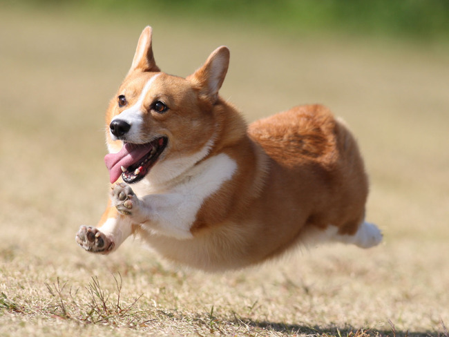 犬 ペット 健康 精神に関連した画像-01