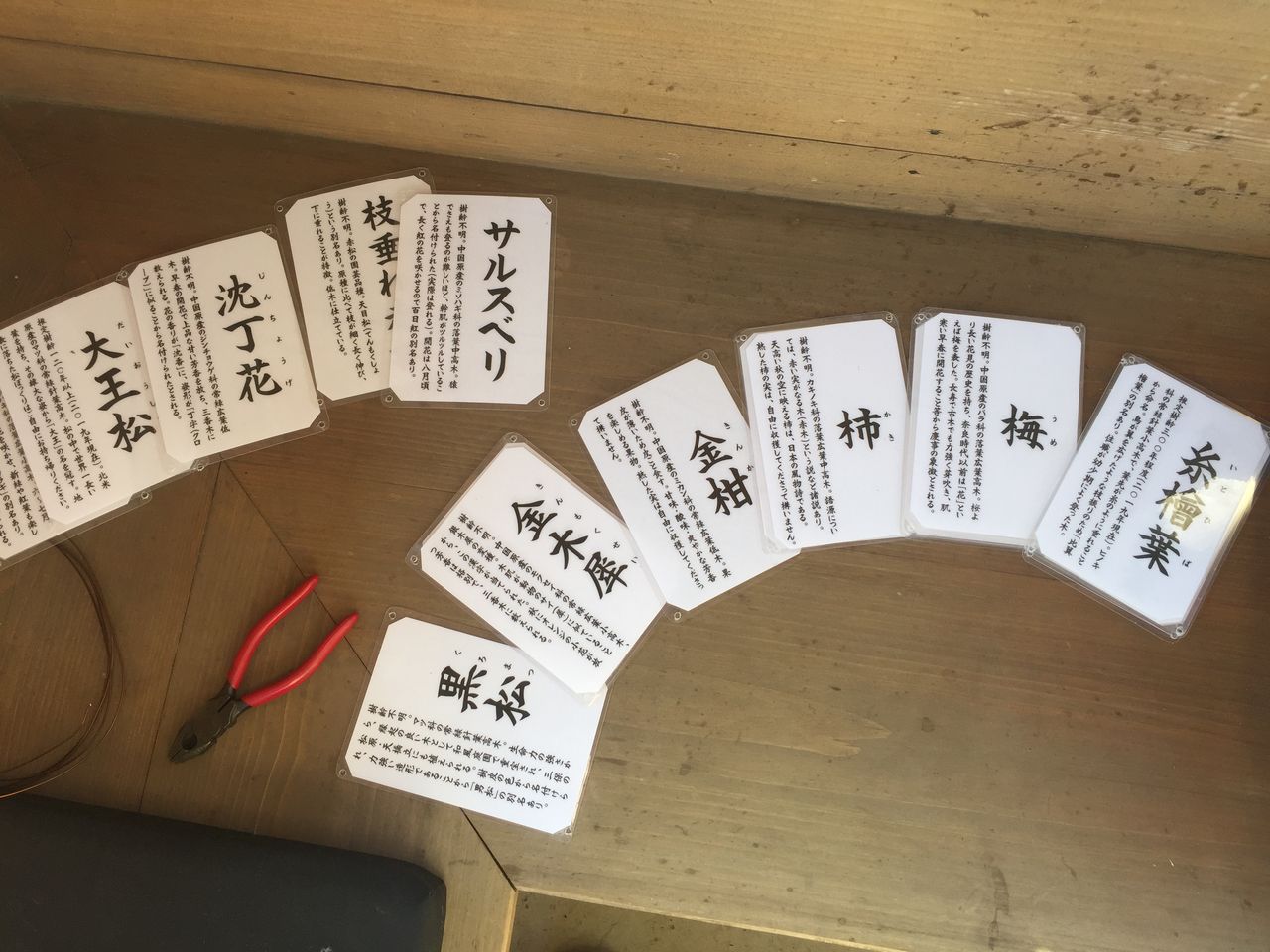 お寺の木に樹木札 樹名板 を付け始めました 神奈川県第三部青年会 お寺の木に樹木札 樹名板 を付け始めました 神奈川県第三部青年会