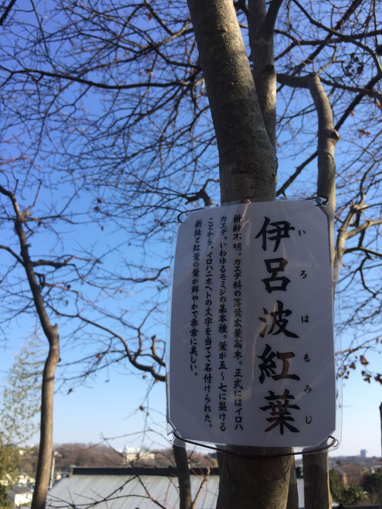 お寺の木に樹木札 樹名板 を付け始めました 神奈川県第三部青年会 お寺の木に樹木札 樹名板 を付け始めました 神奈川県第三部青年会