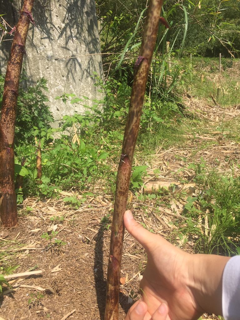 厚木で真竹 マダケ のタケノコ狩り モウソウチクとの味の違い 神奈川県第三部青年会 厚木で真竹 マダケ のタケノコ狩り モウソウチクとの味の違い 神奈川県第三部青年会