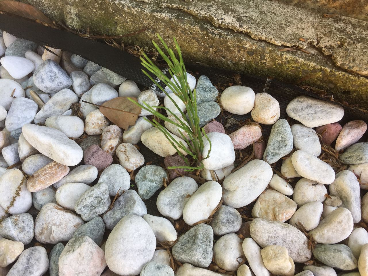 雑草対策に防草シートと砂利を敷いてみた 2ヶ月経って実際の効果はどうか 神奈川県第三部青年会