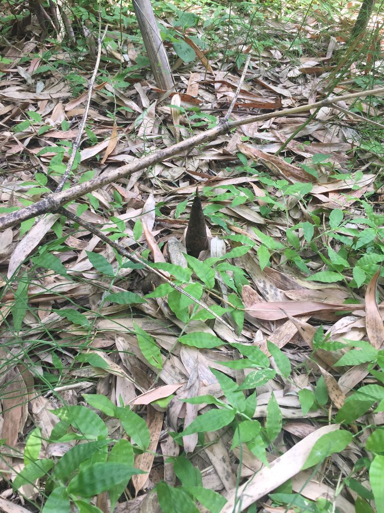 厚木のお寺の山で真竹 マダケ のタケノコ狩りをしました 神奈川県第三部青年会 厚木のお寺の山で真竹 マダケ のタケノコ狩りをしました 神奈川県第三部青年会
