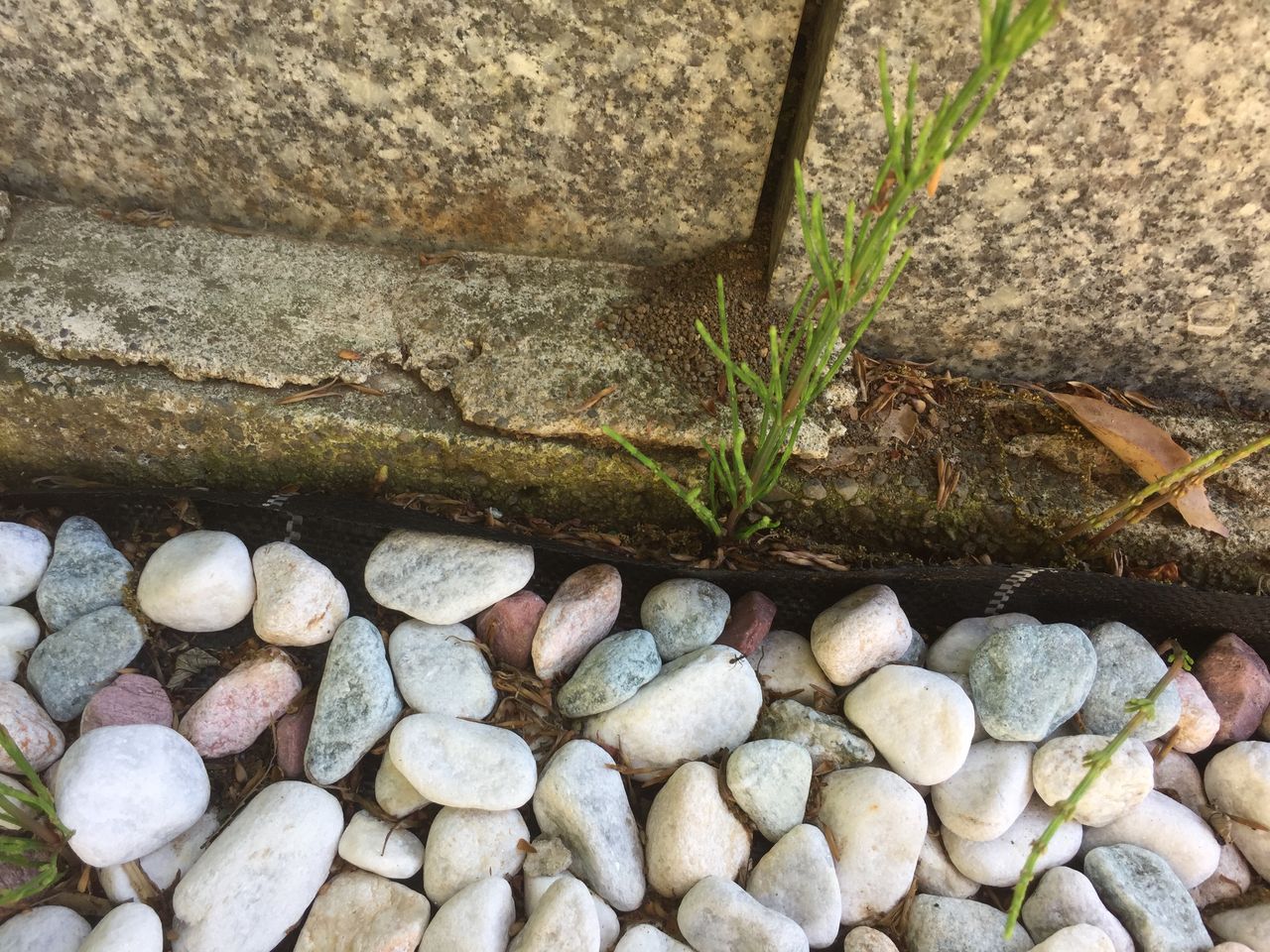 雑草対策に防草シートと砂利を敷いてみた 2ヶ月経って実際の効果はどうか 神奈川県第三部青年会 雑草対策に防草シートと砂利を敷いてみた 2ヶ月経って実際の効果はどうか 神奈川県第三部青年会