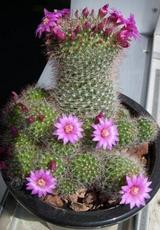 ���äѤ����äѤ����äѤ��Ѥ�