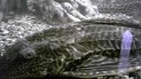 Image057