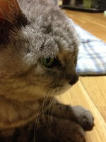 IMG_0729