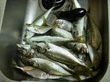 釣果