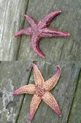ヒトデ