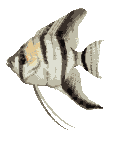 angelfish