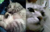 c0093525.gif