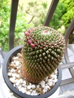 DSCN7183