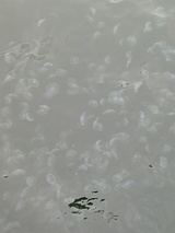 クラゲ