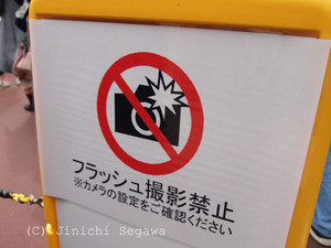 パンダ撮影攻略法