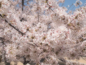 桜フィルター