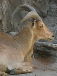 動物園のオリを消す撮り方