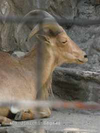 動物園のオリを消す撮り方