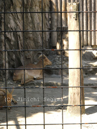 動物園のオリを消す撮り方