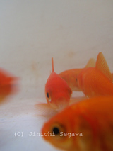 金魚撮影