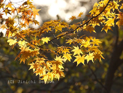 紅葉の撮り方