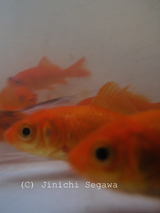 金魚撮影