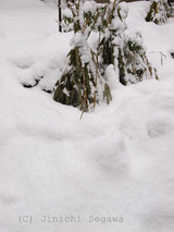 雪の撮影