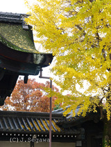 紅葉の撮り方