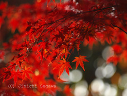紅葉の撮り方