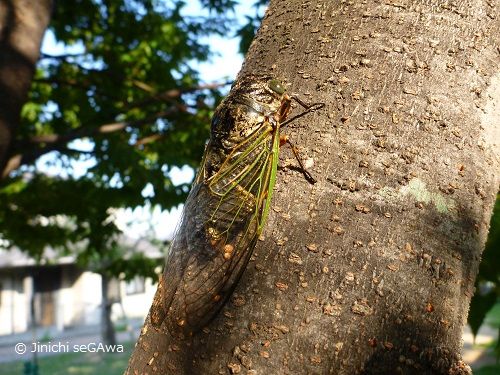夏のデジカメ昆虫補撮のススメ 俺の周辺機器 夏のデジカメ昆虫補撮のススメ 俺の周辺機器