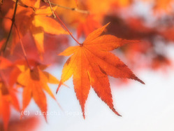 紅葉の撮り方