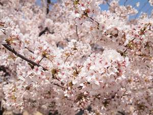 桜フィルター