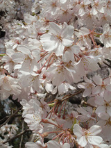 桜の撮り方