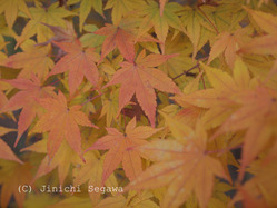 紅葉の撮り方