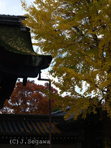 紅葉の撮り方