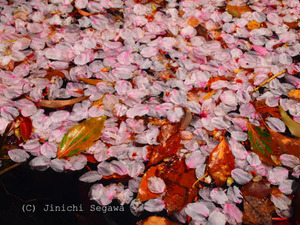 桜フィルター