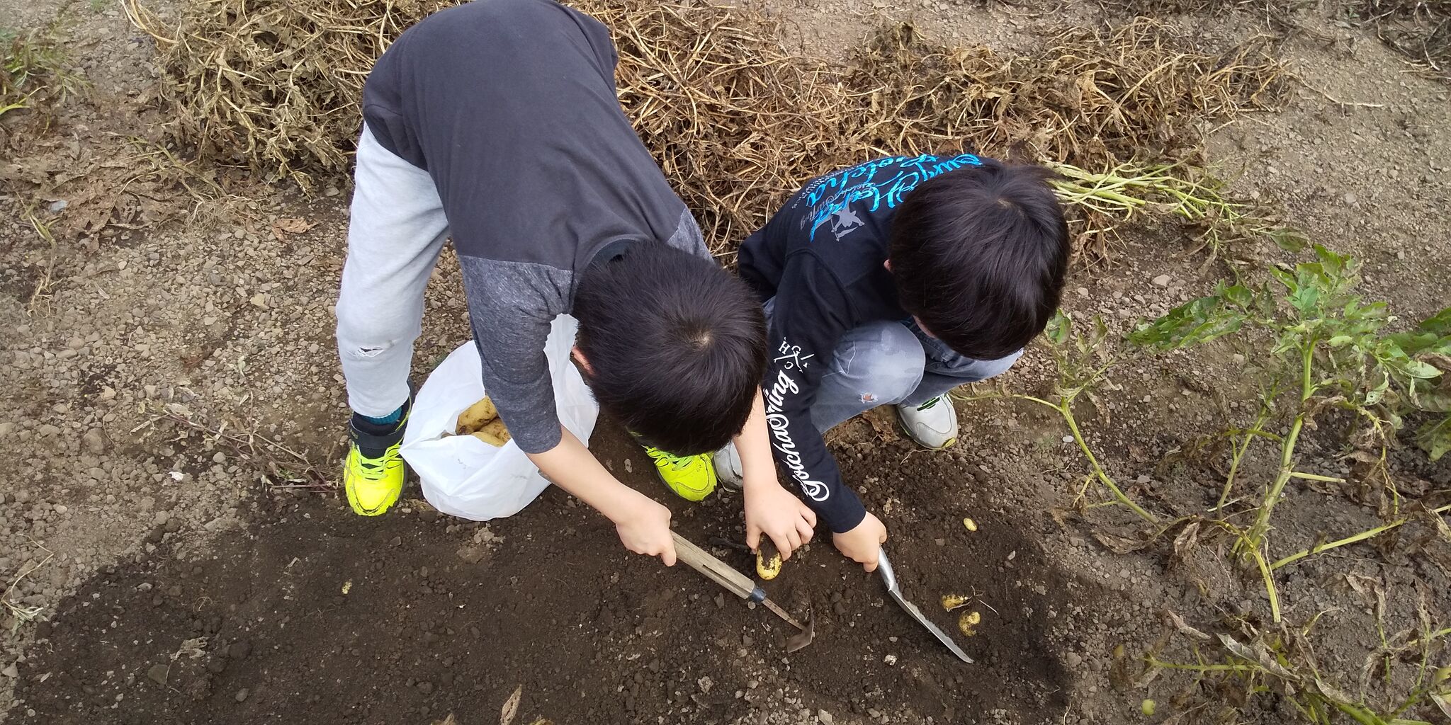 じゃがいも掘り 陣馬の響
