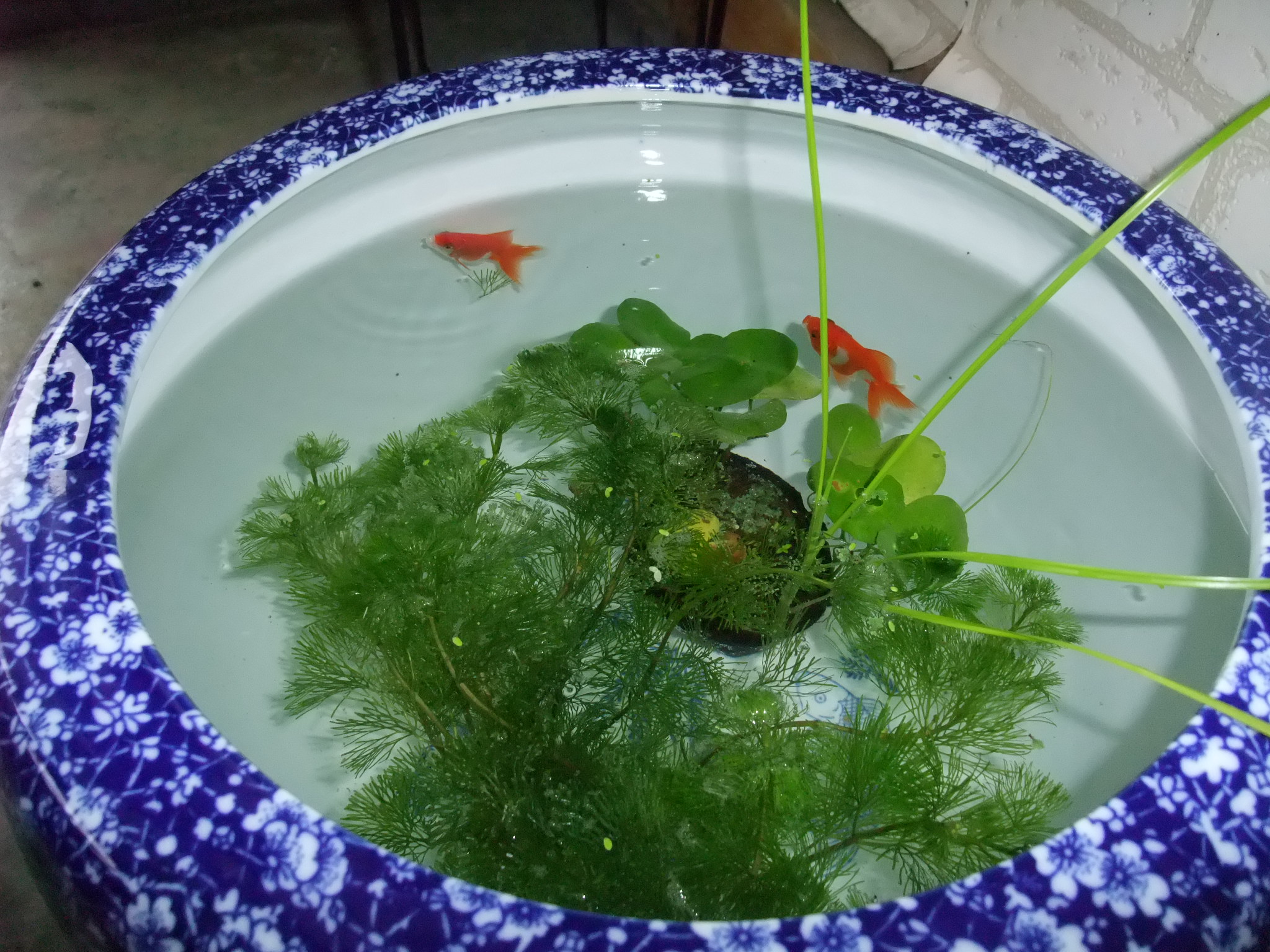 久々に和風 で ムーコの着物days