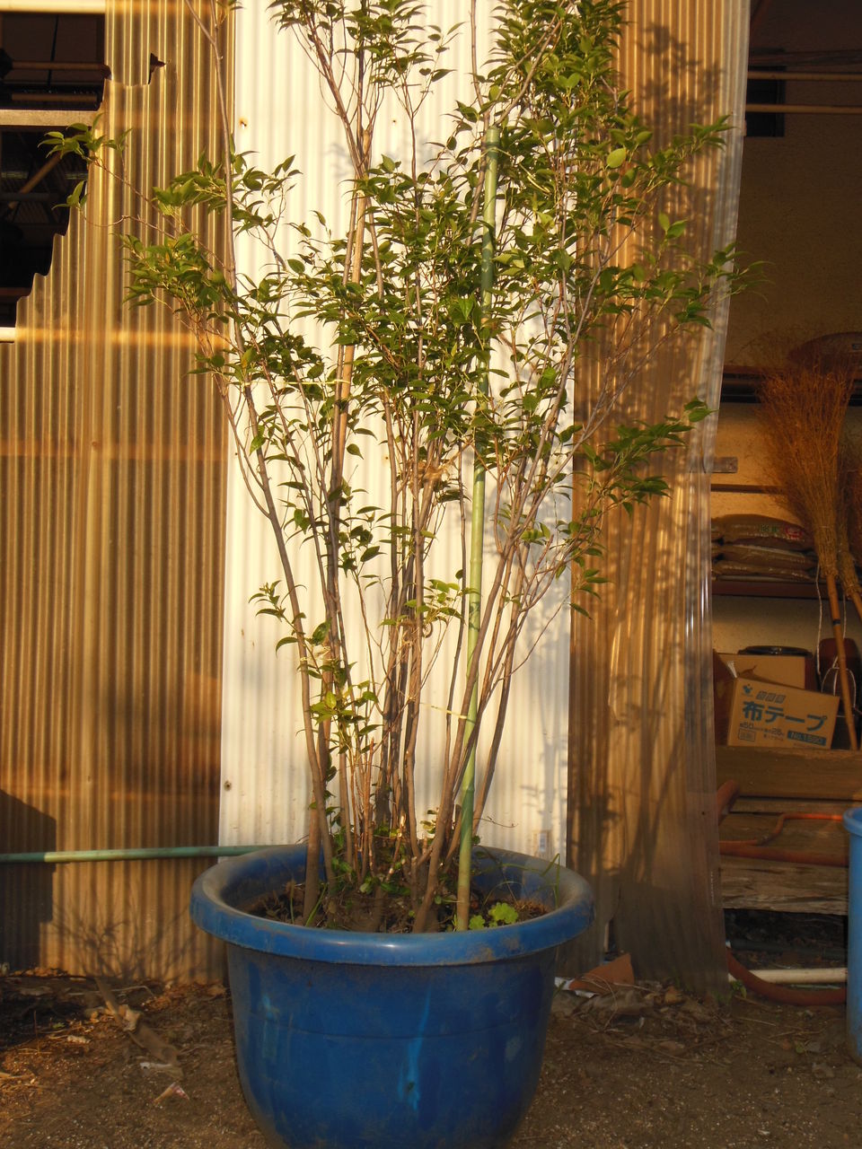 ハイノキ 東京調布 神代園芸センター 富沢商店